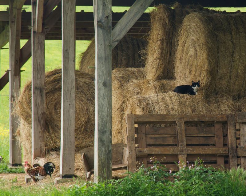 Barn Installation in Conroe, TX