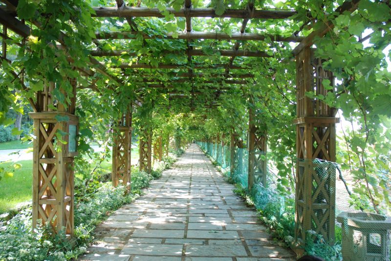 Grape Trellis Installation in Kansas City, KS