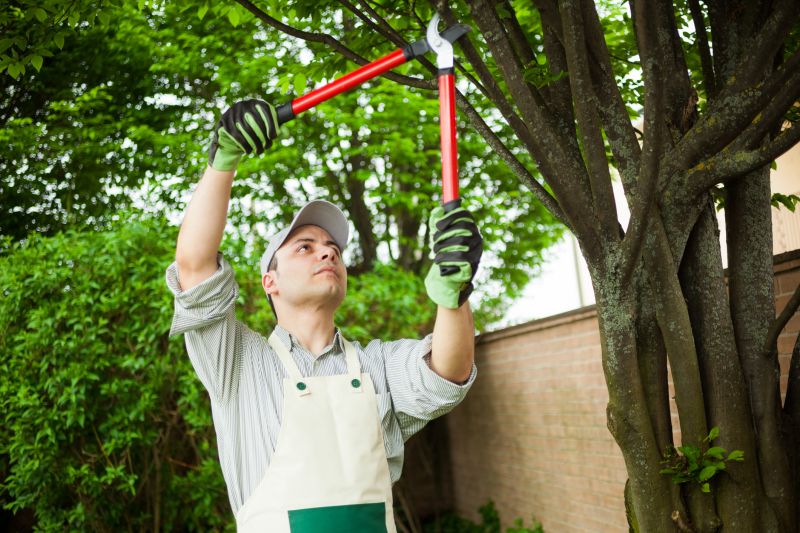 Tree Pruning Services
