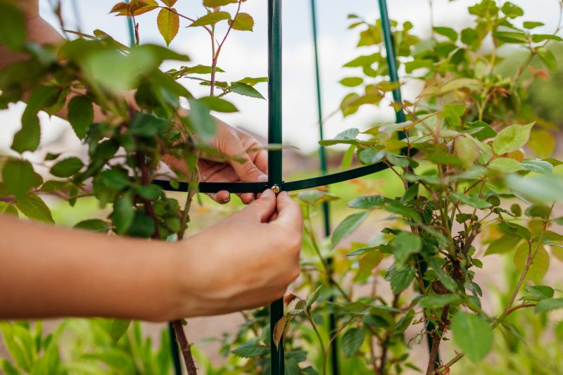Vineyard Trellis Installation in Kansas City, KS